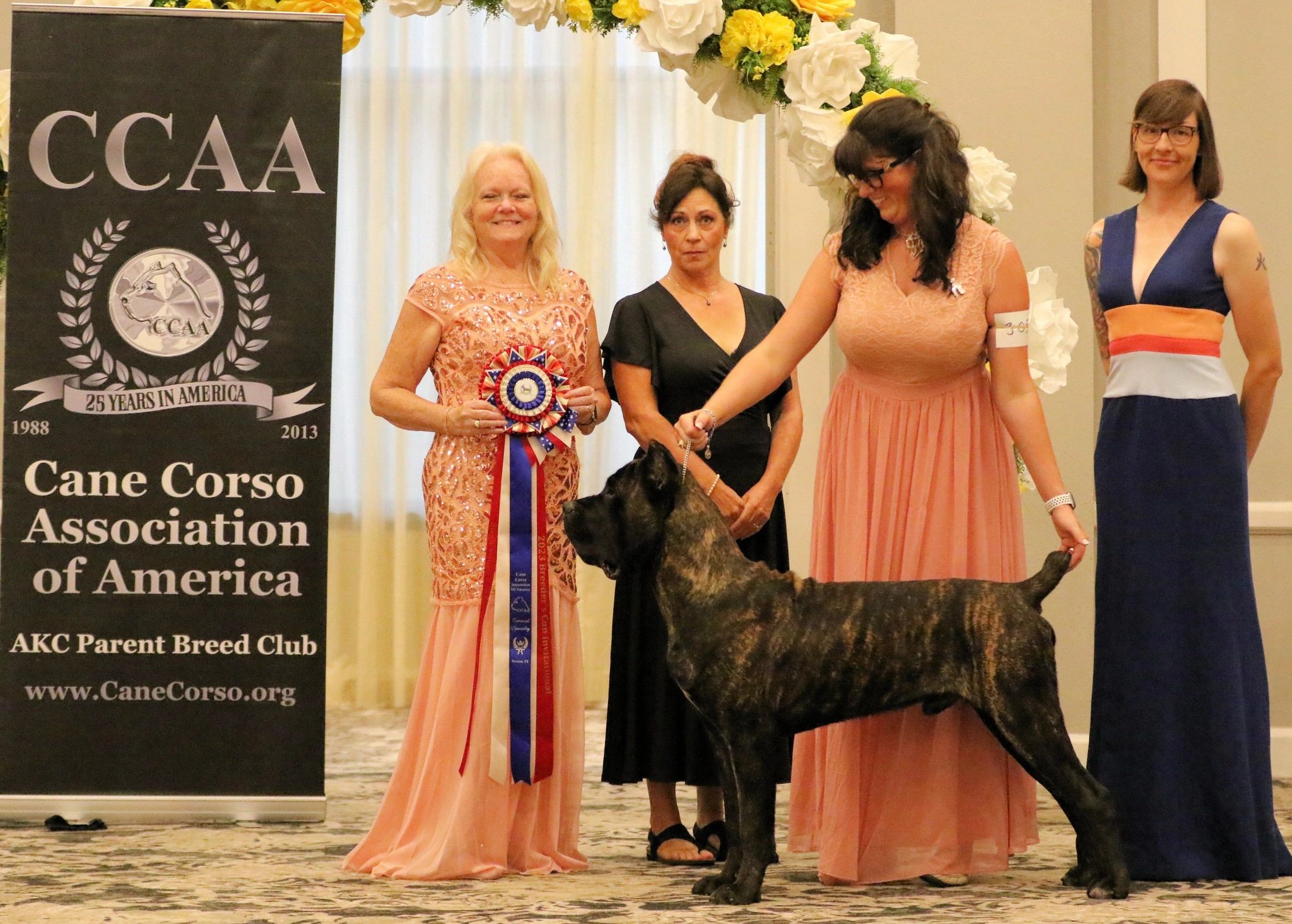 Akc cane corso puppies for sale 2025